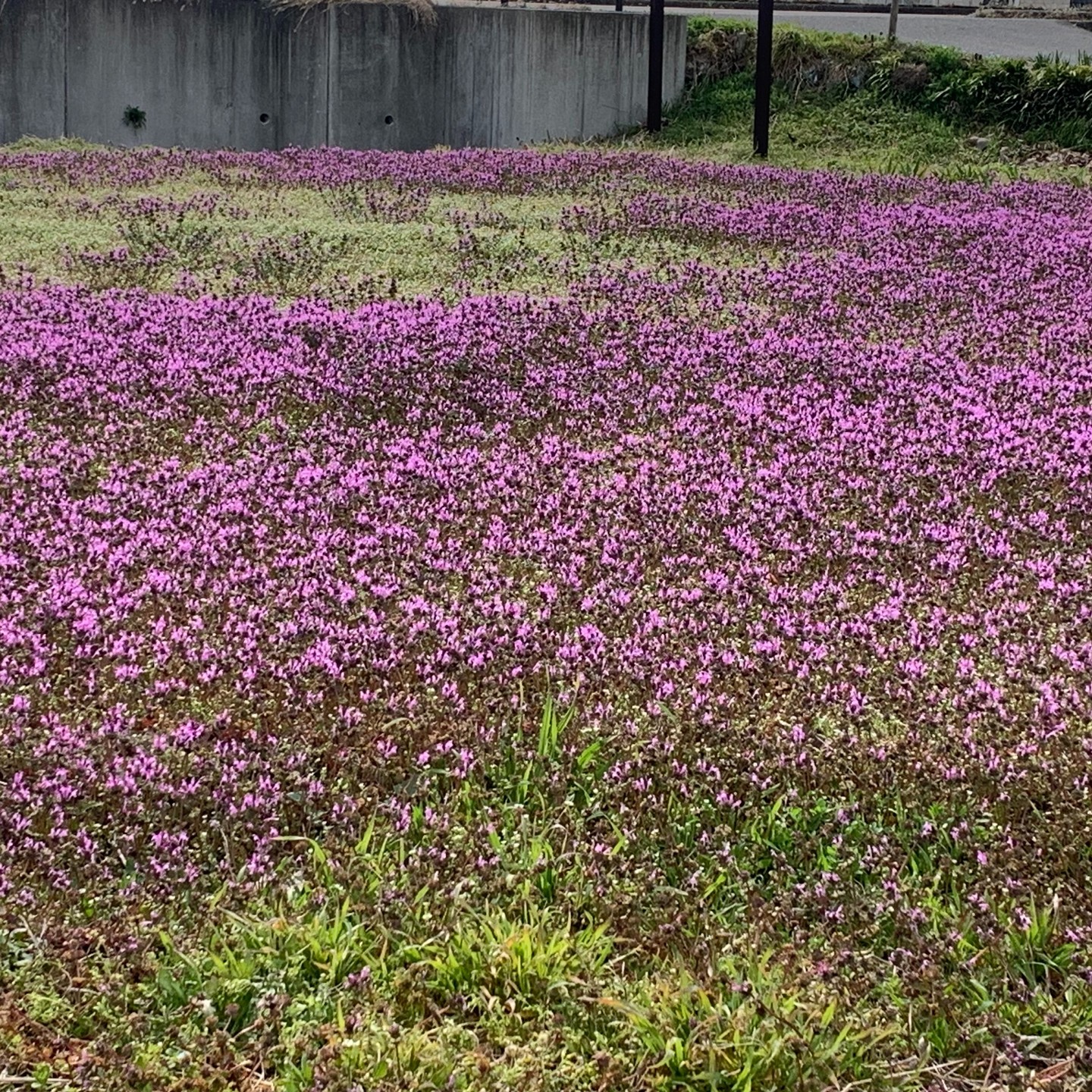 美里町｜あぐりーんみやぎ