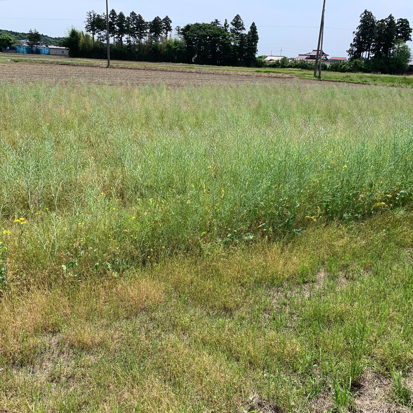 美里町｜あぐりーんみやぎ