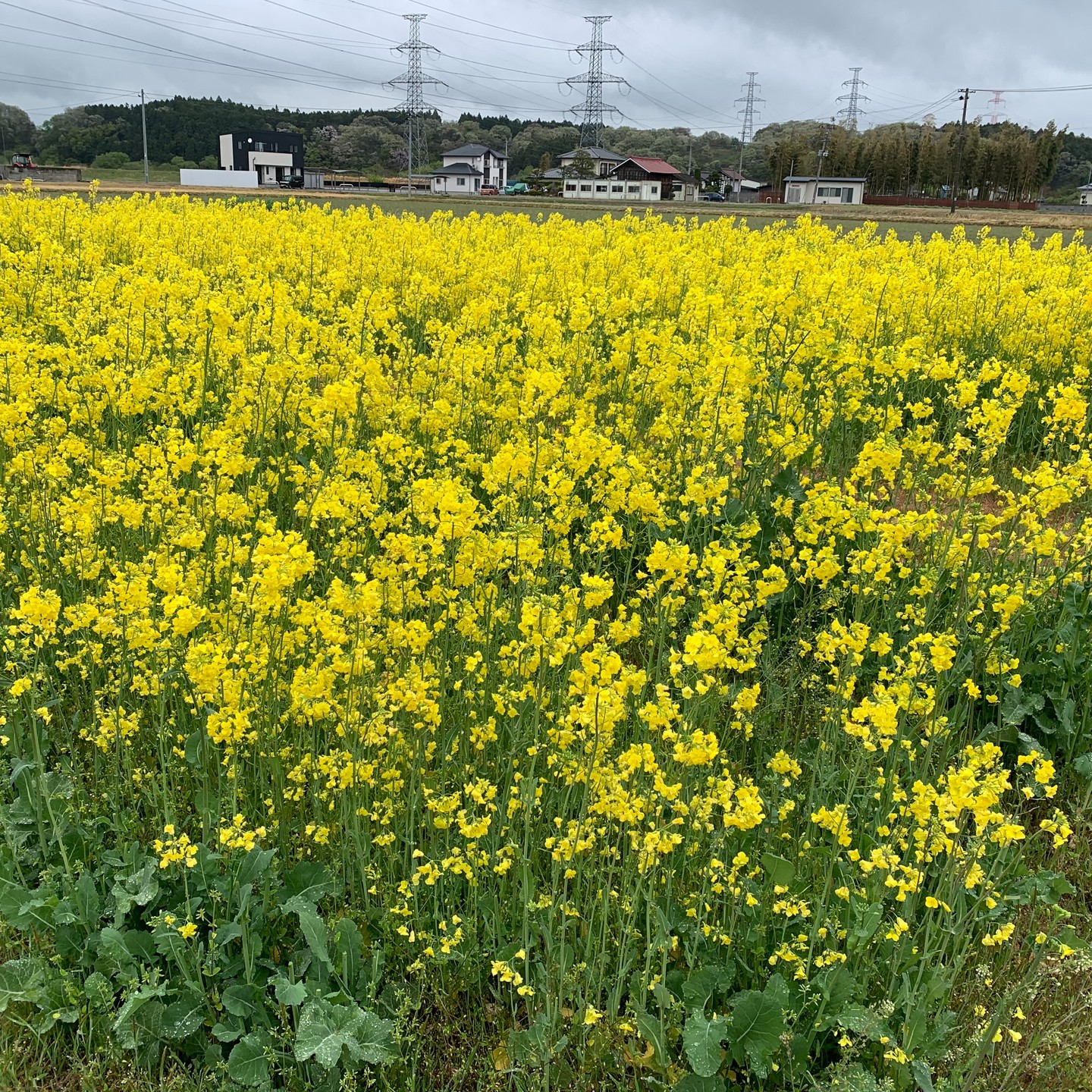 美里町｜あぐりーんみやぎ