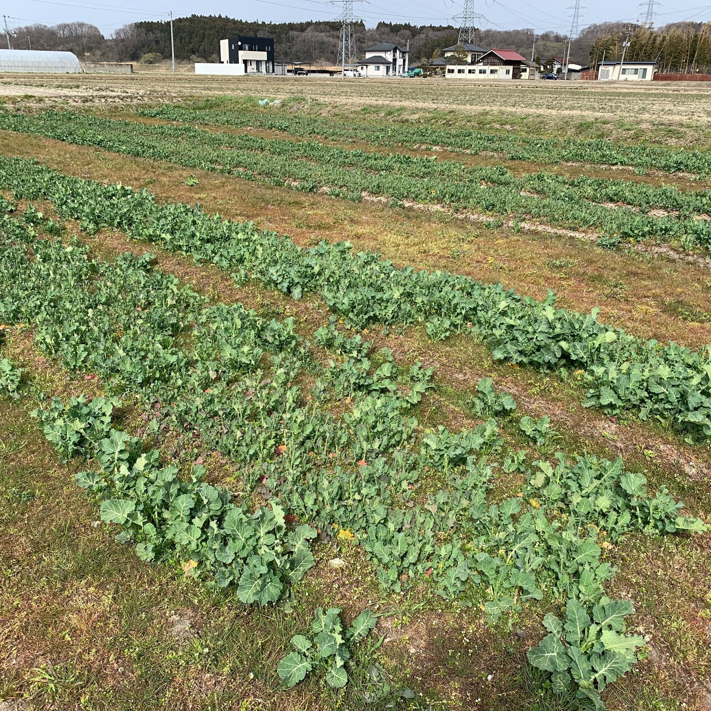 美里町｜あぐりーんみやぎ