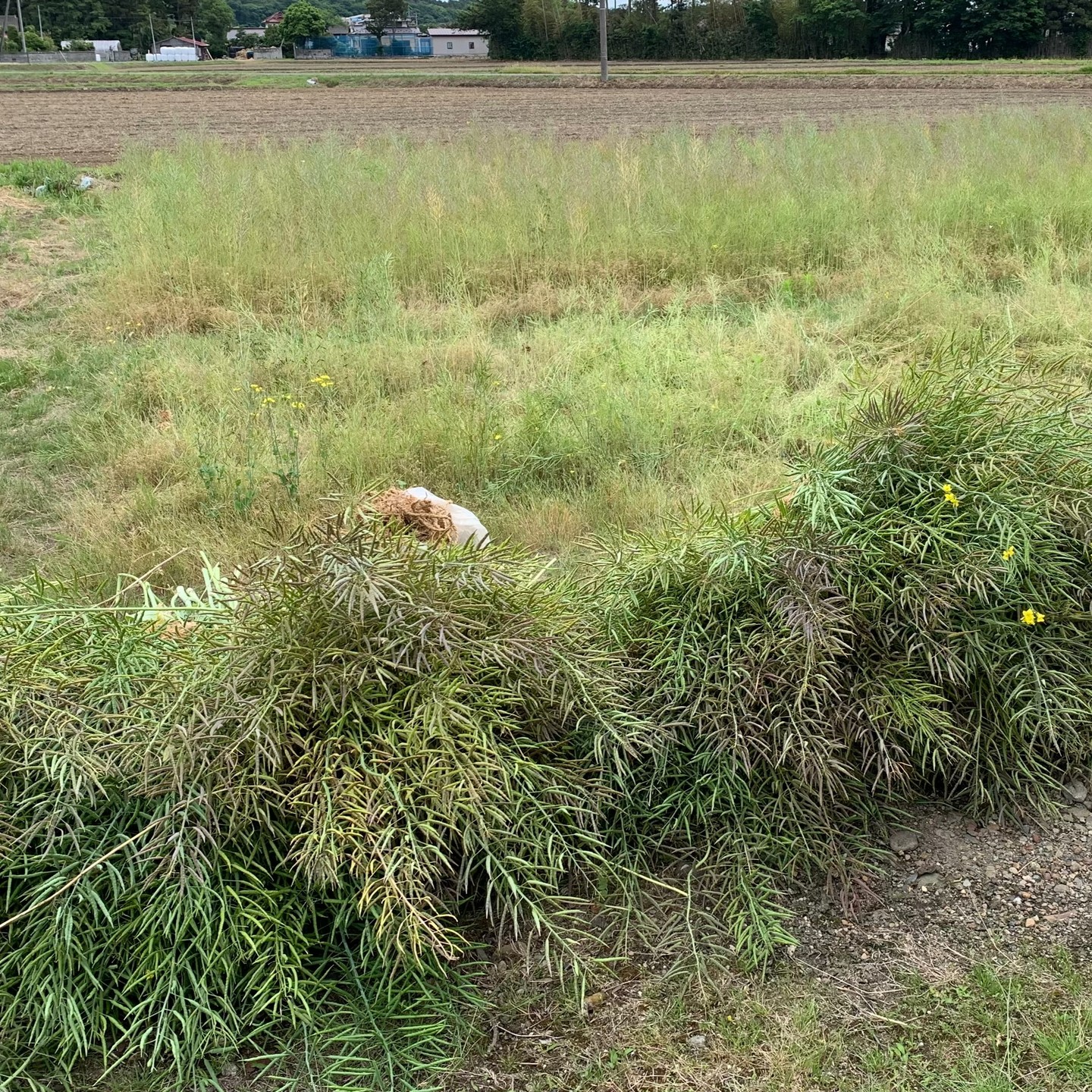 美里町｜あぐりーんみやぎ