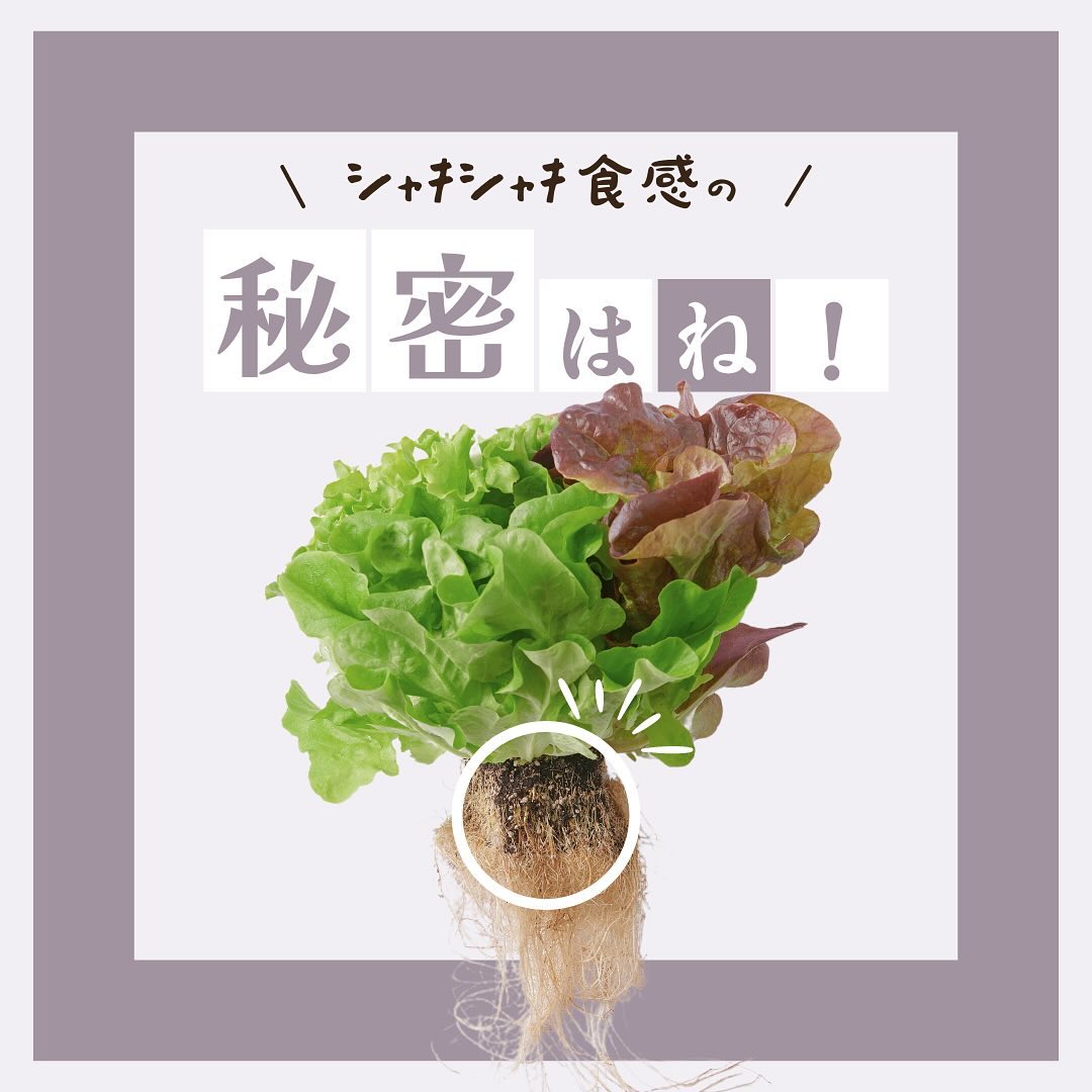 美里町｜サラダグラム