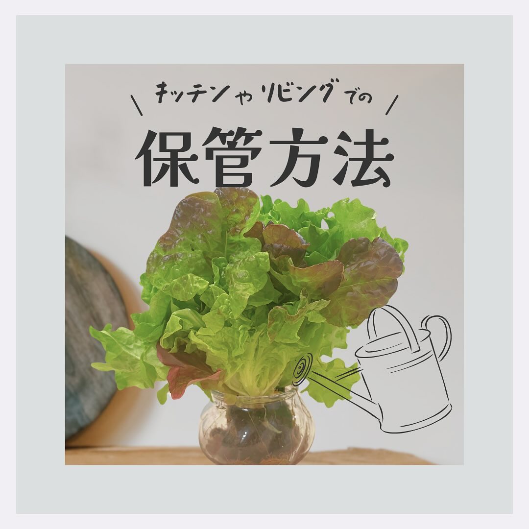 美里町｜サラダグラム