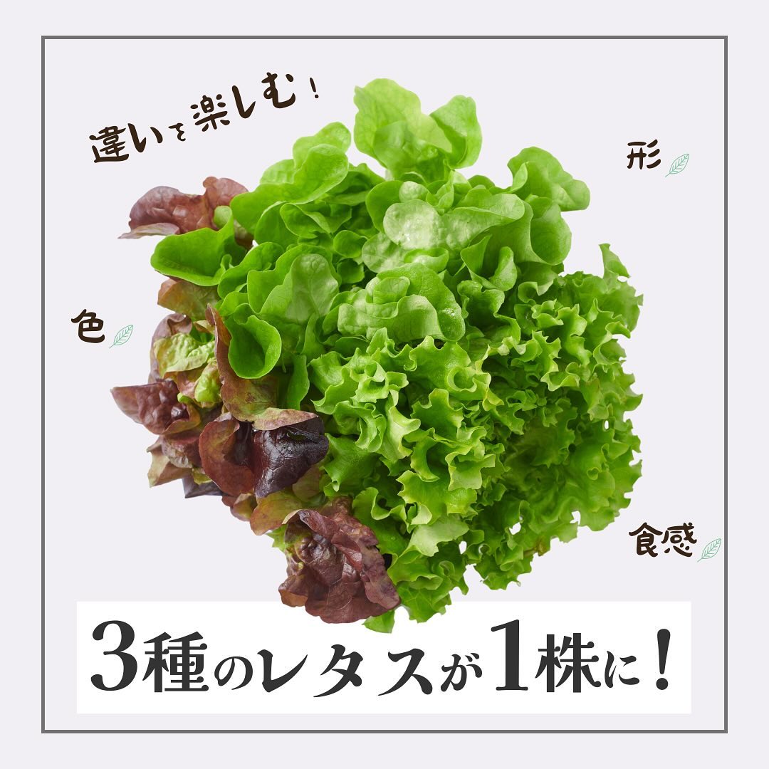 美里町｜サラダグラム