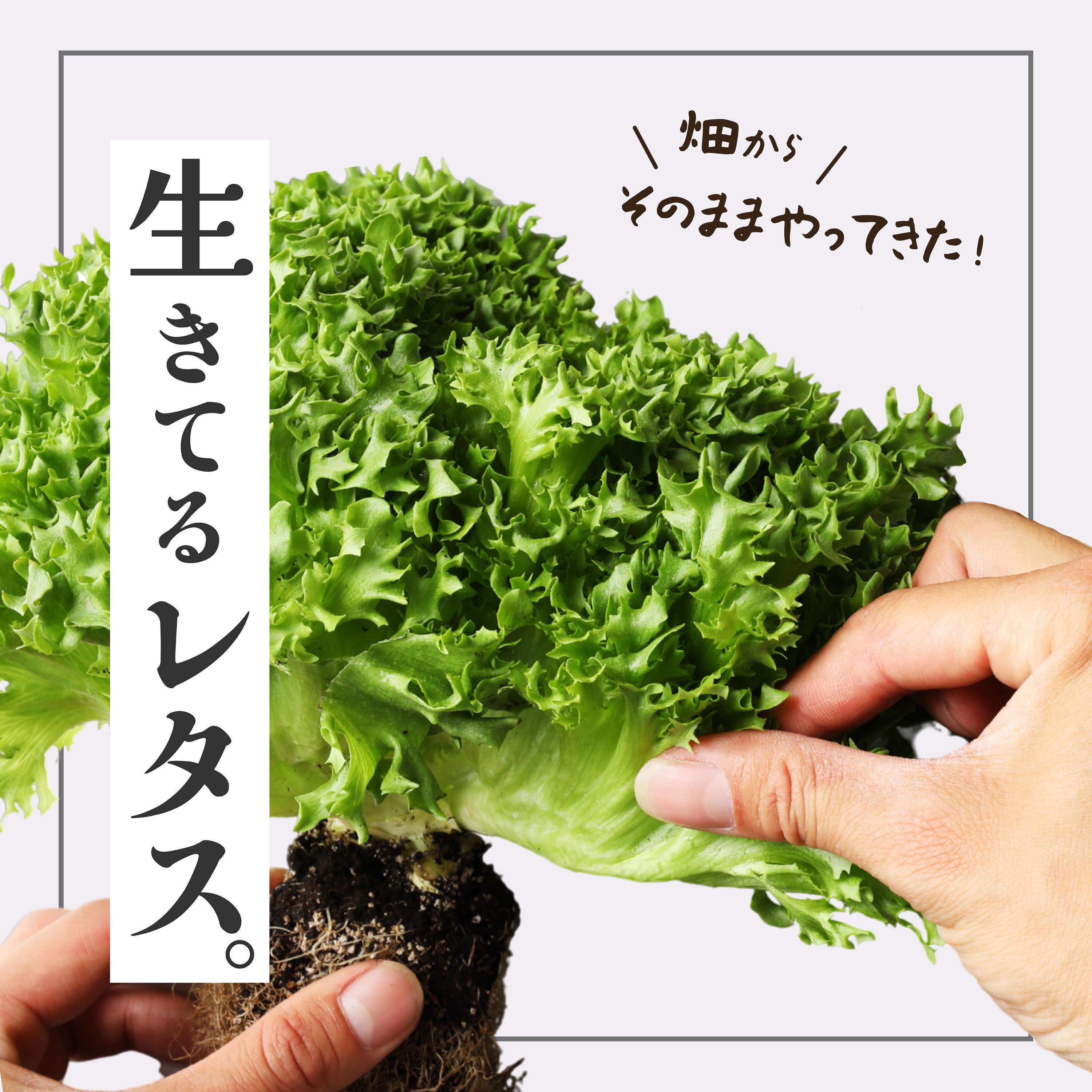 美里町｜サラダグラム