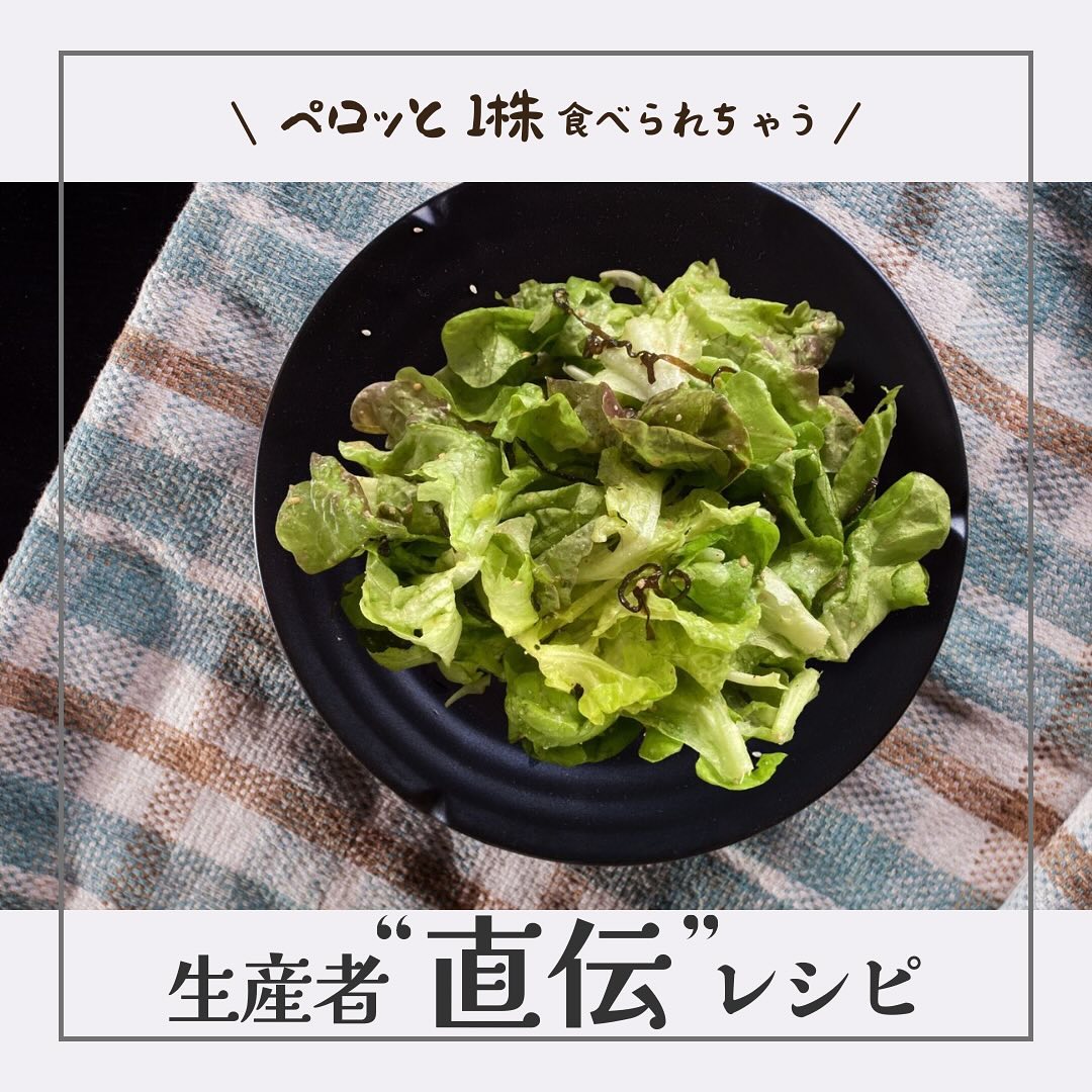 美里町｜サラダグラム